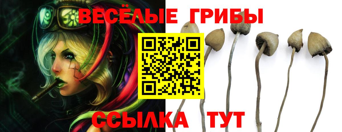 Псилоцибиновые грибы Cubensis  Вход с VPN  Спасск-Дальний 
